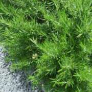 ヒメ日記 2025/05/09 11:26 投稿 チナ★体験入店 人妻生レンタル-石巻-