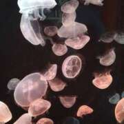 ヒメ日記 2025/07/31 00:25 投稿 みお【FG系列】 マダムFG柏本店