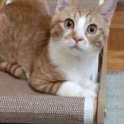 れみ 👍 和楽(わらく)