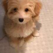 ヒメ日記 2025/08/20 10:16 投稿 桜木 渋谷人妻城