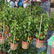 ヒメ日記 2025/07/11 17:06 投稿 雪村さち プランタン大塚