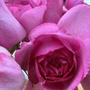 ヒメ日記 2026/02/21 21:32 投稿 雪村さち プランタン大塚