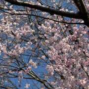 ヒメ日記 2026/03/21 11:44 投稿 雪村さち プランタン大塚