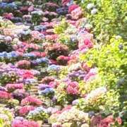 ヒメ日記 2026/06/17 22:27 投稿 雪村さち プランタン大塚