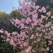 ヒメ日記 2026/03/25 15:05 投稿 七五三／なごみ 大宮人妻セレブリティ（ユメオト）