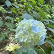 ヒメ日記 2026/07/01 00:08 投稿 七五三／なごみ 大宮人妻セレブリティ（ユメオト）