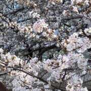 ヒメ日記 2025/05/11 04:57 投稿 さくら One More 奥様 鶯谷店