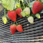 ヒメ日記 2026/02/15 23:30 投稿 りりか Respect