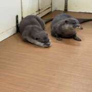 ヒメ日記 2026/08/01 20:22 投稿 りりか Respect