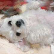 ヒメ日記 2025/06/21 02:34 投稿 はな ヴィヴィッド・クルーマダム・セカンドヴァージン十三店