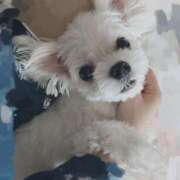 ヒメ日記 2025/08/19 08:21 投稿 はな ヴィヴィッド・クルーマダム・セカンドヴァージン十三店