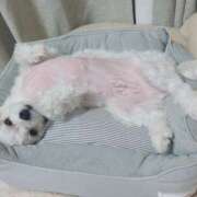 ヒメ日記 2025/11/15 01:14 投稿 はな ヴィヴィッド・クルーマダム・セカンドヴァージン十三店