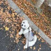 はな 退勤しました(  ˊᵕˋ  )♡.°⑅ ヴィヴィッド・クルーマダム・セカンドヴァージン十三店