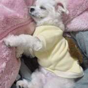 はな 退勤しました(*•̀ᴗ•́*)و ̑̑ ヴィヴィッド・クルーマダム・セカンドヴァージン十三店