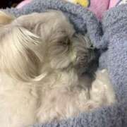 ヒメ日記 2025/12/06 01:41 投稿 はな ヴィヴィッド・クルーマダム・セカンドヴァージン十三店