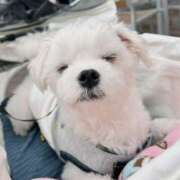 ヒメ日記 2025/12/08 14:49 投稿 はな ヴィヴィッド・クルーマダム・セカンドヴァージン十三店