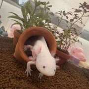 ヒメ日記 2026/01/26 20:05 投稿 はな ヴィヴィッド・クルーマダム・セカンドヴァージン十三店