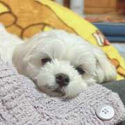 ヒメ日記 2026/02/06 12:23 投稿 はな ヴィヴィッド・クルーマダム・セカンドヴァージン十三店