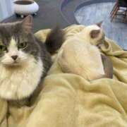 ヒメ日記 2025/06/27 16:04 投稿 つばき 新妻物語