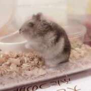 ヒメ日記 2025/05/11 05:36 投稿 いるか E+アイドルスクール池袋店