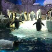 ヒメ日記 2025/05/20 11:34 投稿 あすか 花火-hanabi-(すすきの)