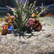 ヒメ日記 2025/05/20 12:04 投稿 あすか 花火-hanabi-(すすきの)