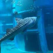 ヒメ日記 2025/05/20 12:34 投稿 あすか 花火-hanabi-(すすきの)