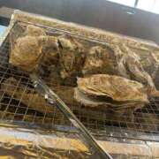 ヒメ日記 2025/11/29 12:29 投稿 みつき 迷宮の人妻 古河・久喜発