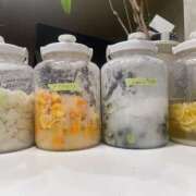 ヒメ日記 2025/12/29 10:42 投稿 みつき 迷宮の人妻 古河・久喜発