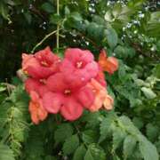 ヒメ日記 2025/08/04 13:52 投稿 ひかる☆ 豊橋豊川ちゃんこ