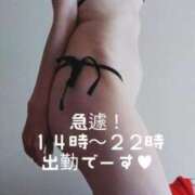 ヒメ日記 2025/08/19 11:27 投稿 ひかる☆ 豊橋豊川ちゃんこ