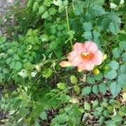 ヒメ日記 2025/08/20 17:32 投稿 ひかる☆ 豊橋豊川ちゃんこ