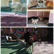 ひかる☆ お出掛け② 豊橋豊川ちゃんこ