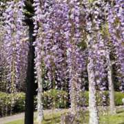 ヒメ日記 2026/04/18 15:12 投稿 ひかる☆ 豊橋豊川ちゃんこ