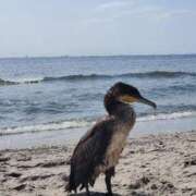 ヒメ日記 2025/09/27 17:52 投稿 りさ シルクハット