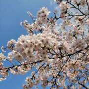 ヒメ日記 2026/03/31 10:04 投稿 りさ シルクハット