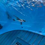 ヒメ日記 2025/09/06 15:16 投稿 ムギ マテリアル