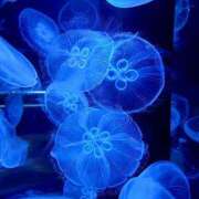 ヒメ日記 2025/10/09 17:16 投稿 ルリ マテリアル