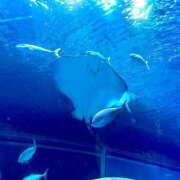 ヒメ日記 2025/10/16 19:31 投稿 ルリ マテリアル