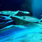 ヒメ日記 2025/10/22 16:01 投稿 ルリ マテリアル