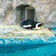 ヒメ日記 2025/12/22 13:01 投稿 ルリ マテリアル