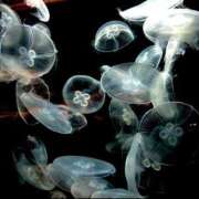 ルリ 閃光? マテリアル