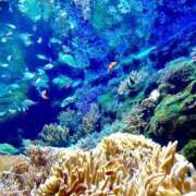 ヒメ日記 2026/02/25 21:46 投稿 ルリ マテリアル