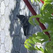 ヒメ日記 2025/07/24 14:48 投稿 今田 AROMA VENUS