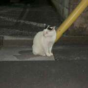 ヒメ日記 2025/07/31 20:58 投稿 今田 AROMA VENUS