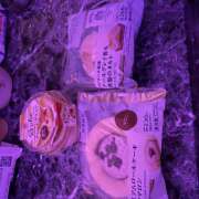 ヒメ日記 2025/10/24 14:54 投稿 今田 AROMA VENUS