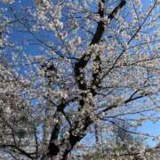 ヒメ日記 2026/04/03 21:28 投稿 れい 五反田くぃーんず