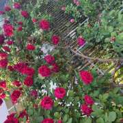 ヒメ日記 2025/05/12 18:19 投稿 皐月（さつき） やみつきの館　鶯谷店