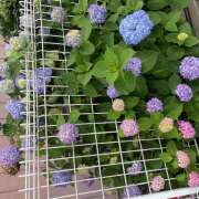 ヒメ日記 2025/05/24 15:26 投稿 皐月（さつき） やみつきの館　鶯谷店