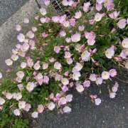 ヒメ日記 2025/05/31 16:32 投稿 皐月（さつき） やみつきの館　鶯谷店